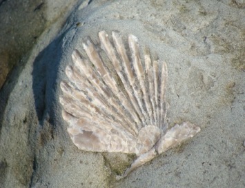 This very cool photo of an equally cool shell fossil was taken by Aron Hess of Clallam, Washington.  Not an actual shell, but I thought you shell collectors would like it!